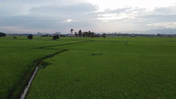 Move in paddy field in overcast