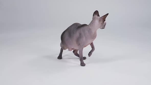Front View of the Canadian Sphynx Standing in Full Growth with the Raised Right Paw in the Studio