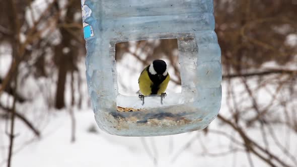 Great tit in the feeder