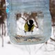 Great tit in the feeder - VideoHive Item for Sale