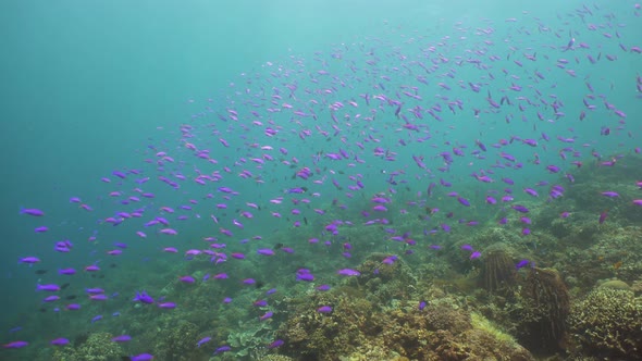 Coral Reef and Tropical Fish. Camiguin, Philippines