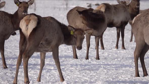 Herd of Elks Cervus Elaphus Sibiricus Grazing in Winter