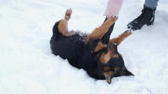 Playing with Pets in the Snow