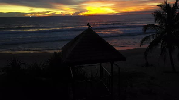 Bird On The Lifegaurd Roof