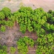 Aerial view of the forest. - VideoHive Item for Sale