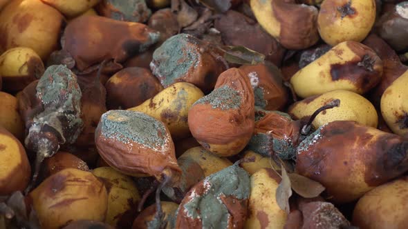 A Pile of Rotten Moldy Pears