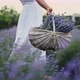 Girl in a Summer Dress Carries a Basket Full of Lavender Past the Lavender Bushes in the Garden - VideoHive Item for Sale
