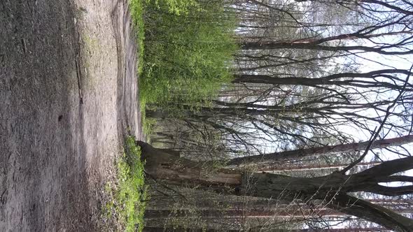 Vertical Video of a Road in the Forest Slow Motion