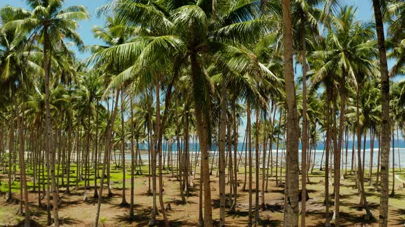 Tropical Beach with Palm Trees, Aerial View