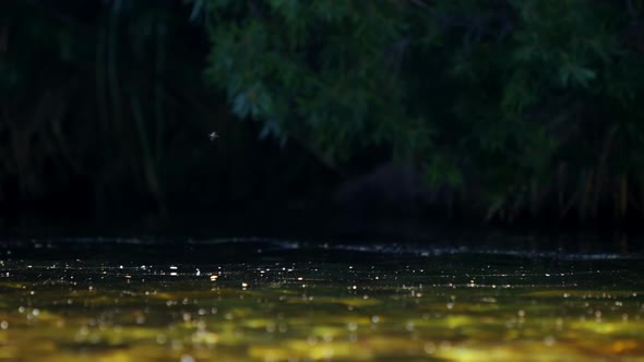 Fish catching fly in river