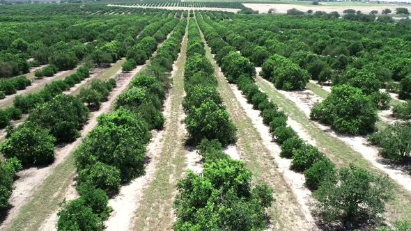 Haines City, Florida - Aerial view of an orange grove in Central Florida.
