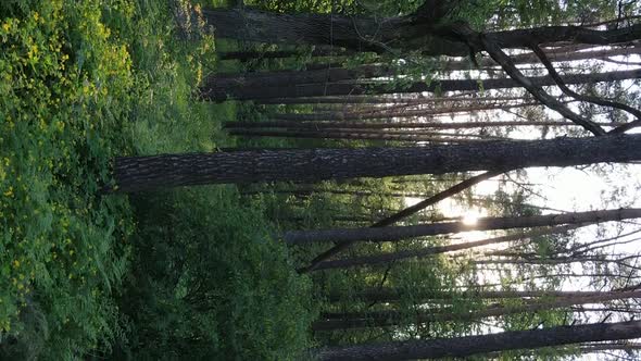 Vertical Video of a Forest with Pine Trees