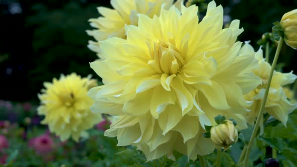 Very large blossoming yellow dahlia 