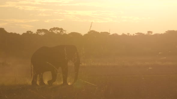 African Bush elephants walks on a dry savanna during sunset