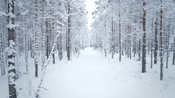 Snowy Road in Forest Moving Backwards Dolly Shot