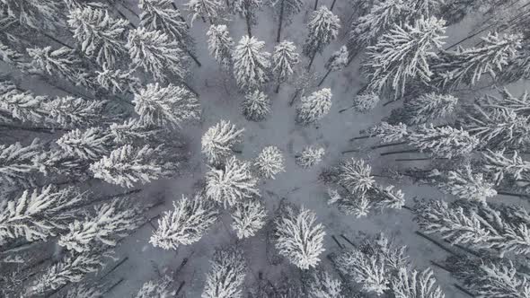 Top down aerial view of falling snow on evergreen pine forest during heavy snowfall alt