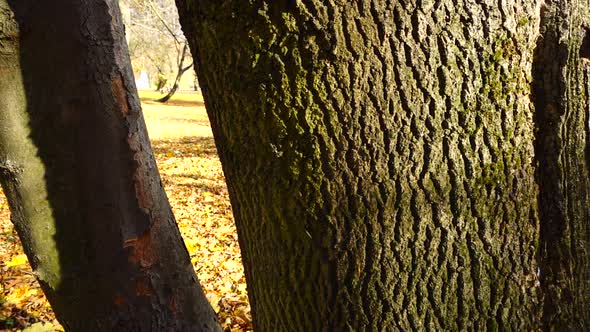 Oak and maple trunks in the autumn park.