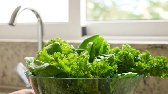 Freshly Washed Green Kale Cabbage Leaves in Kitchen