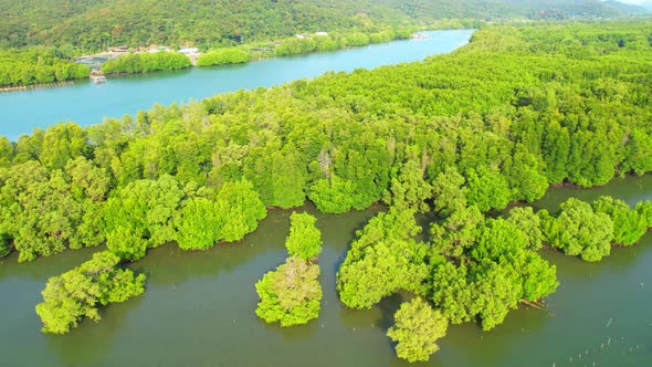 An island-shaped mangrove forest in the middle of a river mouth near the sea.