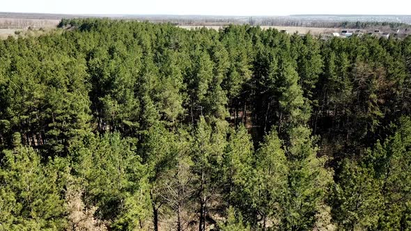 Aerial View. Flying over the beautiful sunny forest trees. Pine forest