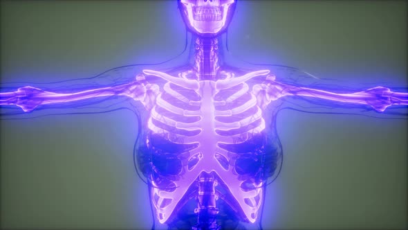 Transparent Human Body with Visible Bones