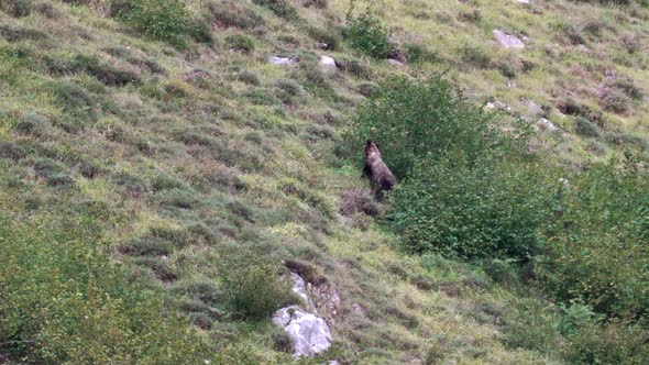 Wild Bear Searching for Food Near the Almonds