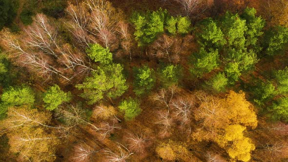 Colourful Autumn Colours in Forest Form Above Captured with a Drone