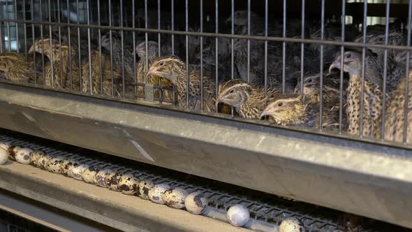 Quail on the Poultry Farm