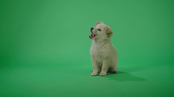 Full View Of A White Dog Yawns While Sitting In The Green Screen Studio