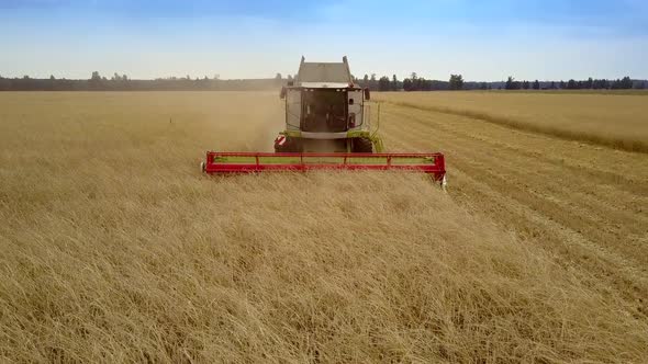 Aerial View Combine Gathers Wheat Harvest in Wide Field