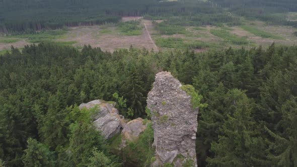 Ruin In The Middle Of The Forest