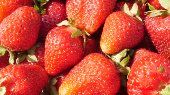 Red strawberry fruit background slow tilting 4K 2160p UltraHD footage - Fragaria ananassa slow tilt 