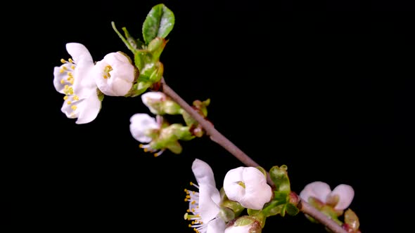 Flowering Fruit Tree Branches. White Flowers of a Cherry on a Black Background. Timelapse. Spring in