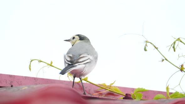 White Wagtail -Motacilla Alba- on a Roof