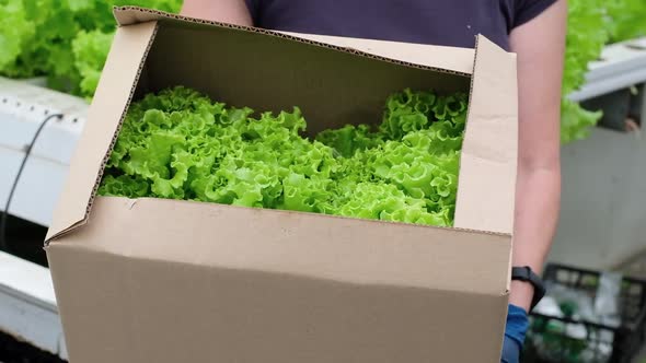 Box of Fresh Ripe Green Lettuce in Female Worker Hands