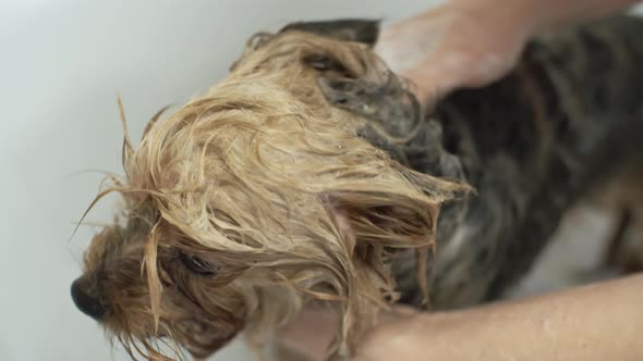 Washing Yorkshire Dog with Pet Shampoo