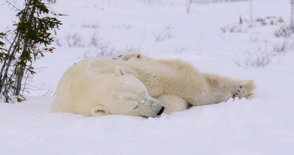 Wide shot of Polar Bear sow and cubs resting in the snow.