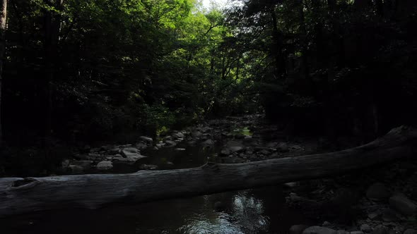 River in the Caucasus forest.