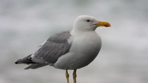 A Beautiful, Clean and Bright Feathered Seagull Bird on The Rock by The Sea