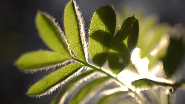 Sunbeam In The Leaves 2