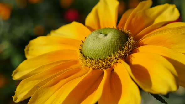 Orange Rudbeckia hirta also known as  Irish Spring flower in the garden 4K 3840X2160 UltraHD footage