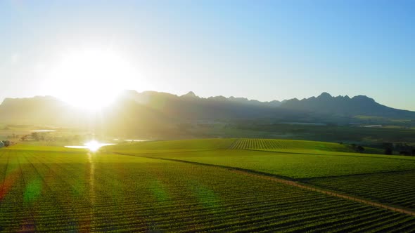 Reverse over green vineyards on farm at sunrise with blue mountains in background, Aerial, Stellenbo