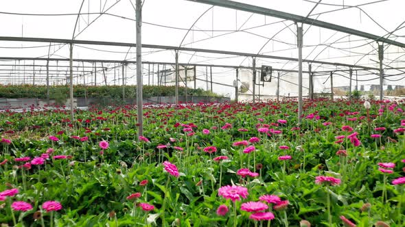 Aerial footage of Gerberas in many colors growing inside a large greenhouse