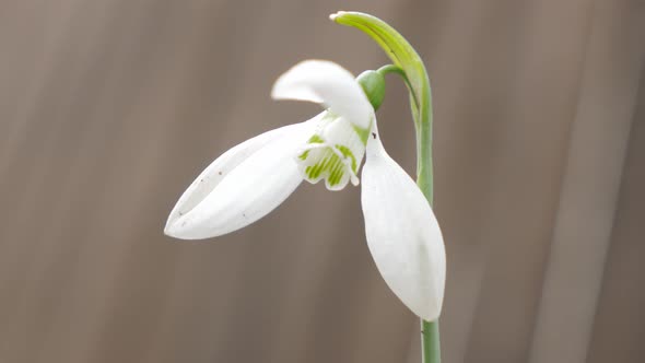 White Galanthus nivalis first spring flower outdoor natural  shallow DOF 4K 2160p 30fps UltraHD foot