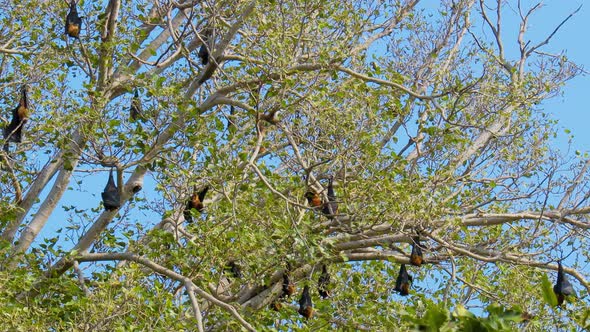 Indian Flying Fox Pteropus Medius, Formerly Pteropus Giganteus