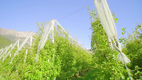 Rows of Apple Trees Fixed on Metal Poles Grow Along Aisles