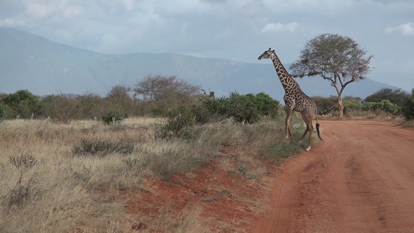 Giraffes. A family of giraffes walks on the savannah.