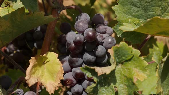 Slow motion of autumn fruit Vitis vinifera in vineyard  1920X1080 HD footage - Common grape vine clo