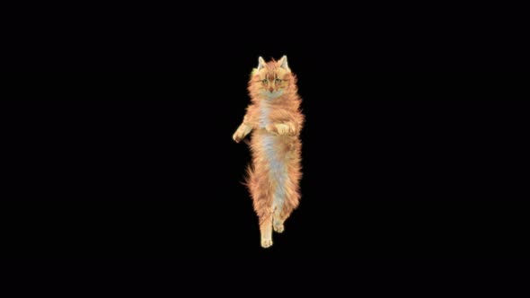 Cat Dancing 4K