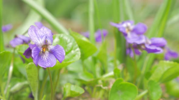 Common European violet flower buds also known as Viola Odorata in the garden 4K 2160p UHD footage - 